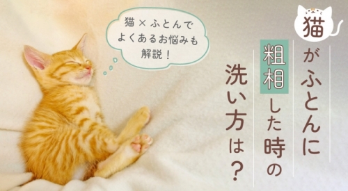 猫がふとんに粗相（おしっこ）した時の洗い方は？よくあるお悩みも解説！
