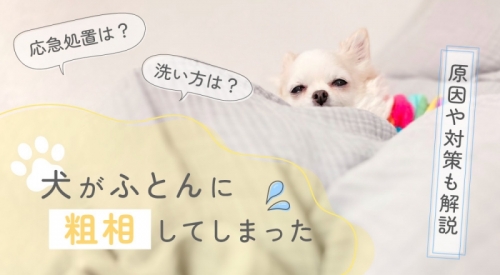 犬がふとんに粗相をした際の応急処置・洗い方・対策を解説
