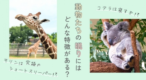 動物たちの眠りにはどんな特徴がある？知ると面白い他の生物の睡眠事情とは？！