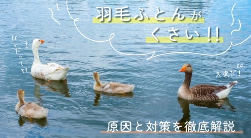 羽毛ふとんがくさい！原因と対策を徹底解説